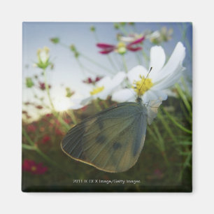 Íman Fim-acima da borboleta na flor