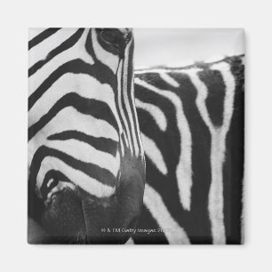Íman Fim-acima da cara e do ombro da zebra