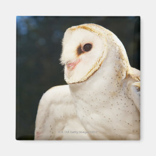 Íman Fim-acima da coruja selvagem