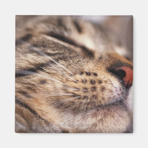 Íman Fim-acima das suiças e do focinho do gato