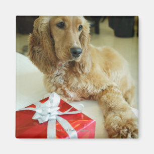 Íman Fim-acima de um cão com um presente