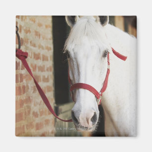 Íman Fim-acima de um cavalo 2