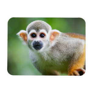 Íman Fim-acima de um macaco de esquilo comum