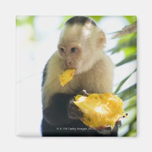 Íman Fim-acima de um macaco do capuchin que come uma