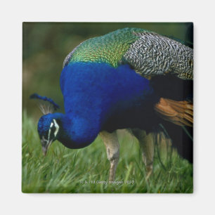 Íman Fim-acima de um pavão