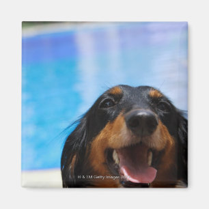 Íman Fim-acima de uma ânsia do cão do Dachshund