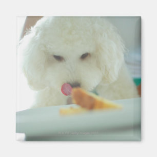 Íman Fim-acima de uma caniche diminuta que come a