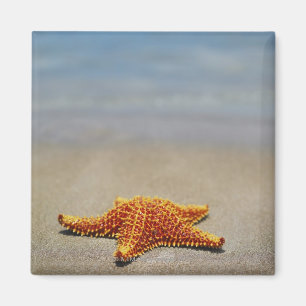 Íman Fim-acima de uma estrela do mar do coxim