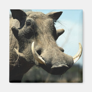 Íman Fim-Acima de Warthog