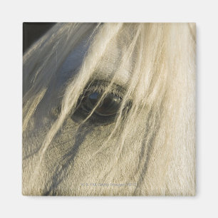 Íman Fim-acima do olho do cavalo