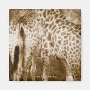 Íman Fim-Acima do parque nacional de Kruger dos girafas