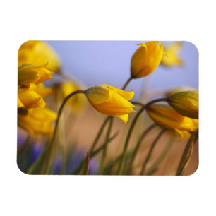 Íman Fim-acima dos daffodils