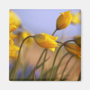 Íman Fim-acima dos daffodils