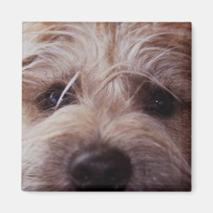 Íman Fim da cara do filhote de cachorro acima do ímã