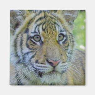 Íman Fim de Cub de tigre acima do retrato