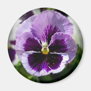 Íman Fim roxo do amor perfeito acima