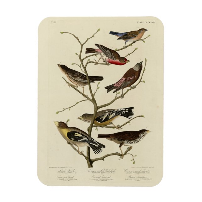 Íman Finch, Bunting, Grosbeak, Aves de Audubon da Améri (Vertical)