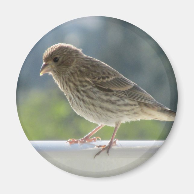 Íman Finch no Sol da Manhã. (Frente)