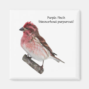 Íman Finch Roxo