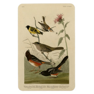 Íman Finch, Towhere, Sparrow, Pássaros da América de Au