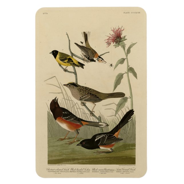 Íman Finch, Towhere, Sparrow, Pássaros da América de Au (Vertical)