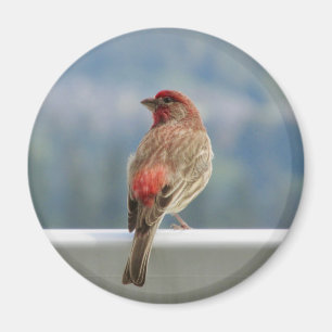 Íman Finch Vermelho Verificando a Vista.