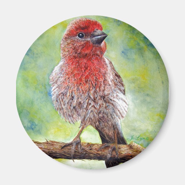 Íman Finchy (Frente)