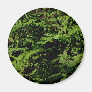 Íman Fios de Floresta