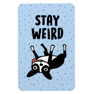 Íman Fique Estranho, Engraçado, Boston Terrier Dog