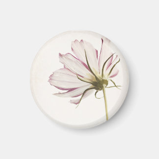 Íman "Fique na Luz"