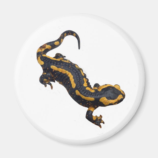 Íman Fire Salamander Magnet (Frente)