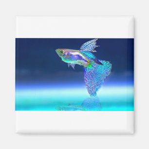 Íman fish-2358741_1920