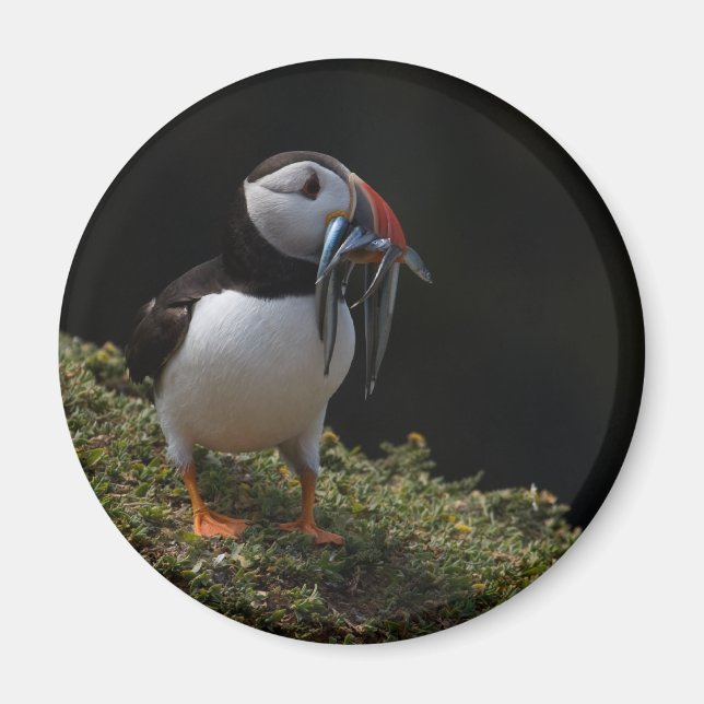 Íman Fisher Puffin (Frente)