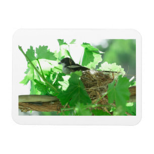 Íman Fiskaal Laksman Fiscal Shrike Bird Nest