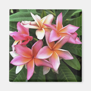 Íman Fita De Frangipani Rosa Pálido