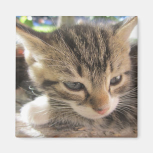 Íman Fitsy, o Bonito Magneta Um