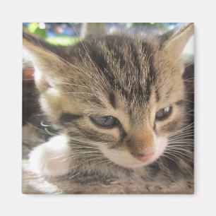 Íman Fitsy o um ímã bonito