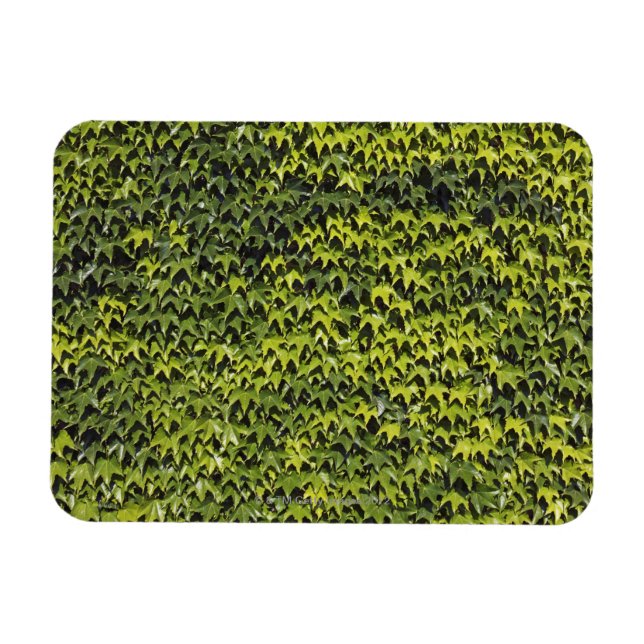 Íman Fivy comum (hedera helix) na parede da casa (Horizontal)