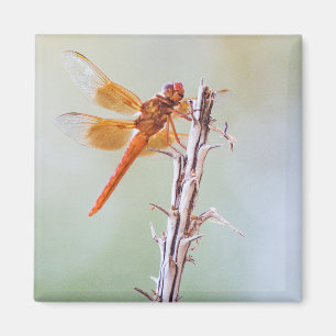Íman Flame Skimmer Dragonfly em Agave
