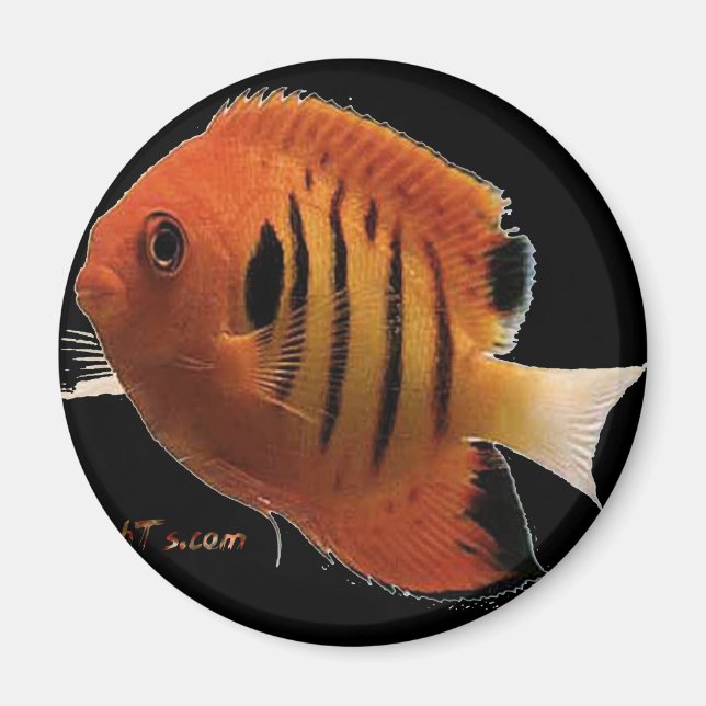 Íman FlameAngel (Frente)