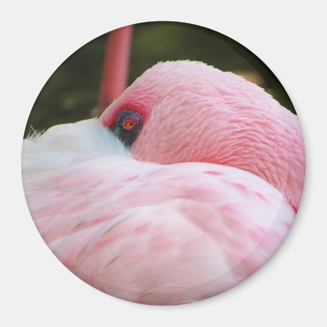 Íman Flamingo (Frente)
