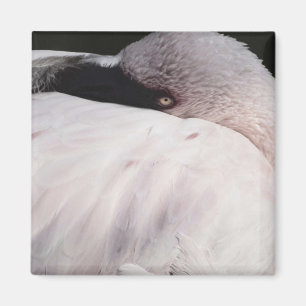 Íman Flamingo