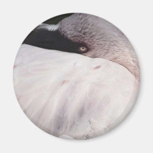 Íman Flamingo