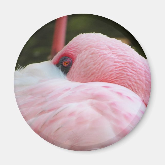 Íman Flamingo (Frente)