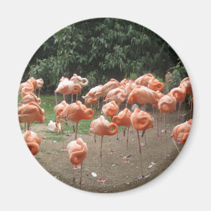 Íman Flamingo