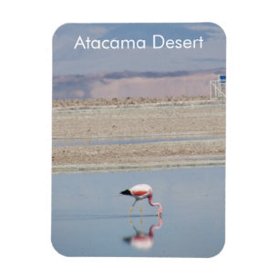 Íman Flamingo Atacama Desert - Imagem Flexível