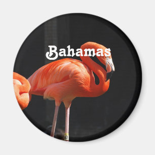 Íman Flamingo baamiano
