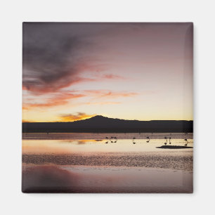 Íman Flamingo chileno