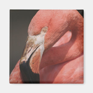 Íman Flamingo Chileno, Phoenicopterus chilensis