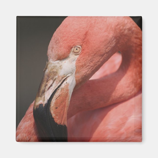 Íman Flamingo Chileno, Phoenicopterus chilensis (Frente)